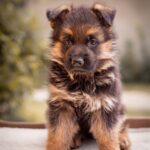 Frieda-female-german-shepherd-for-sale-3