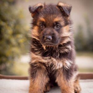Frieda German Shepherd Frieda German Shepherd