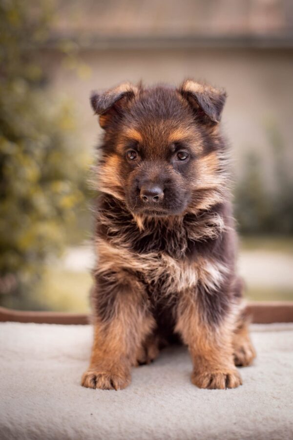 Frieda German Shepherd Frieda German Shepherd