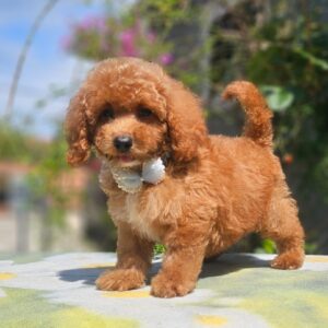 Funky Cavapoo Funky Cavapoo