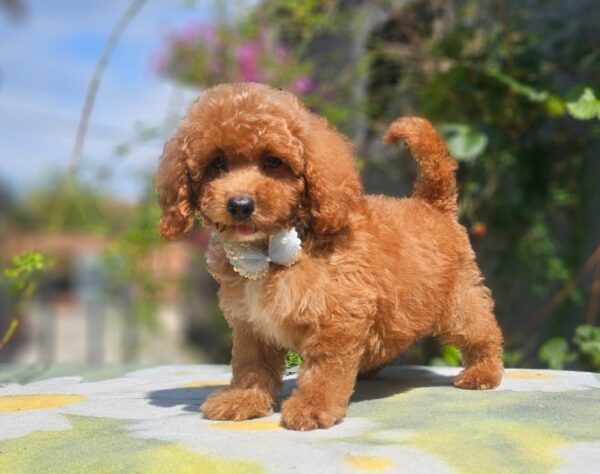 Funky Cavapoo Funky Cavapoo