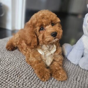Funky Cavapoo Funky Cavapoo