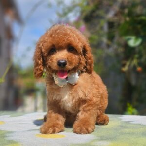 Funky Cavapoo Funky Cavapoo