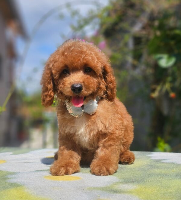 Funky Cavapoo Funky Cavapoo
