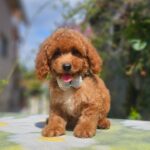 Funky-male-cavapoo-puppy-for-sale- (3)