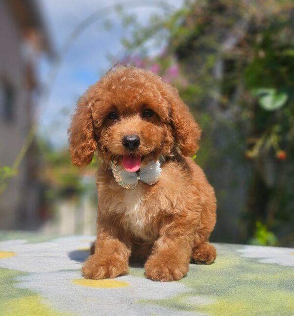 Funky Cavapoo Funky Cavapoo