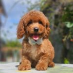 Funky-male-cavapoo-puppy-for-sale- (4)
