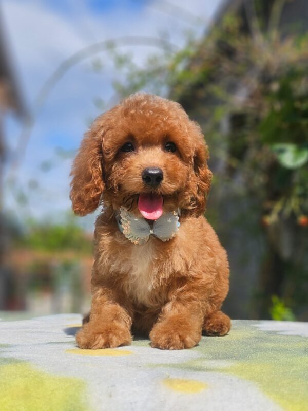 Funky Cavapoo Funky Cavapoo
