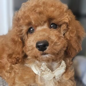 Funky Cavapoo Funky Cavapoo