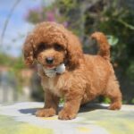 Funky-male-cavapoo-puppy-for-sale- (5)