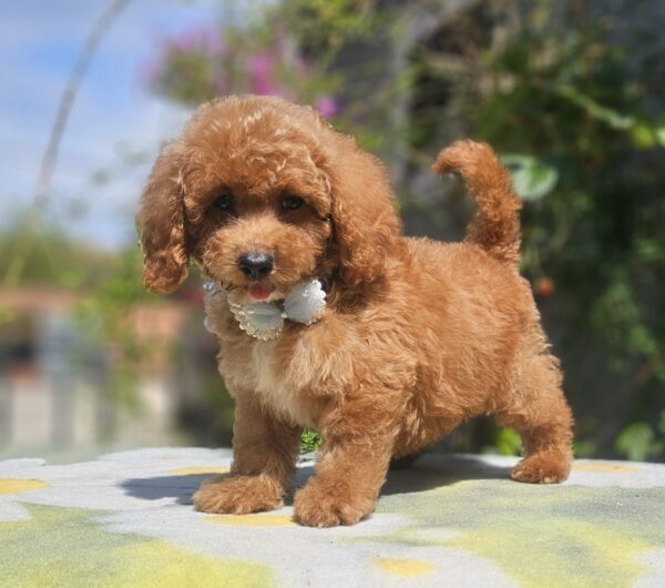 Funky Cavapoo Funky Cavapoo