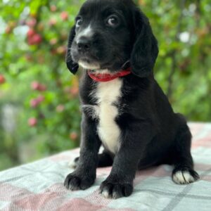 Galen English Cocker Spaniel Galen English Cocker Spaniel