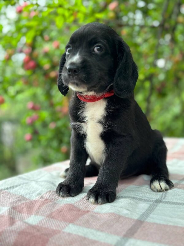 Galen English Cocker Spaniel Galen English Cocker Spaniel