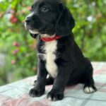 Galen-male-English-Cocker-Spaniel-puppy-for-sale-2