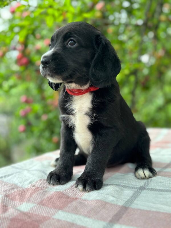 Galen English Cocker Spaniel Galen English Cocker Spaniel
