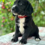 Galen-male-English-Cocker-Spaniel-puppy-for-sale-3