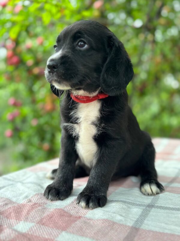 Galen English Cocker Spaniel Galen English Cocker Spaniel