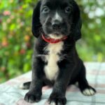 Galen-male-English-Cocker-Spaniel-puppy-for-sale-4