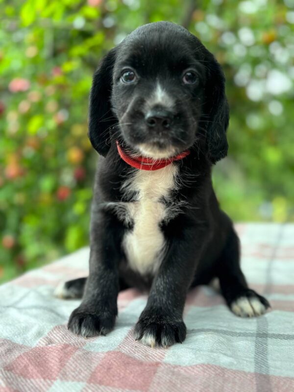 Galen English Cocker Spaniel Galen English Cocker Spaniel