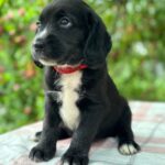 Galen-male-English-Cocker-Spaniel-puppy-for-sale-5