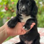 Galen-male-English-Cocker-Spaniel-puppy-for-sale-6