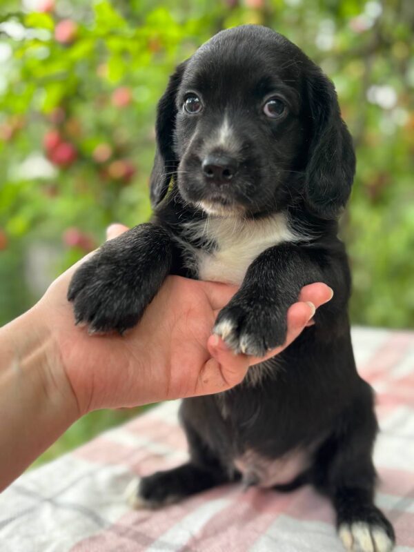 Galen English Cocker Spaniel Galen English Cocker Spaniel