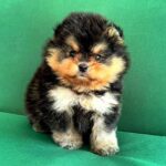 Gallant-male-Pomeranian-puppy-for-sale-1