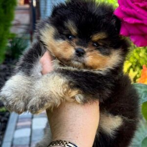 Gallant Pomeranian Gallant Pomeranian