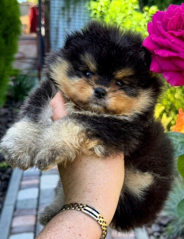 Gallant Pomeranian Gallant Pomeranian