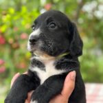 Garon-male-English-Cocker-Spaniel-puppy-for-sale-2