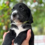 Garon-male-English-Cocker-Spaniel-puppy-for-sale-3