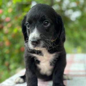 Garon English Cocker Spaniel Garon English Cocker Spaniel