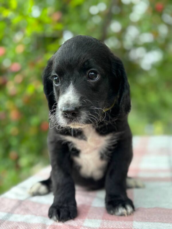 Garon English Cocker Spaniel Garon English Cocker Spaniel