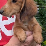 Gemma-female-Dachshund-puppy-for-sale-1