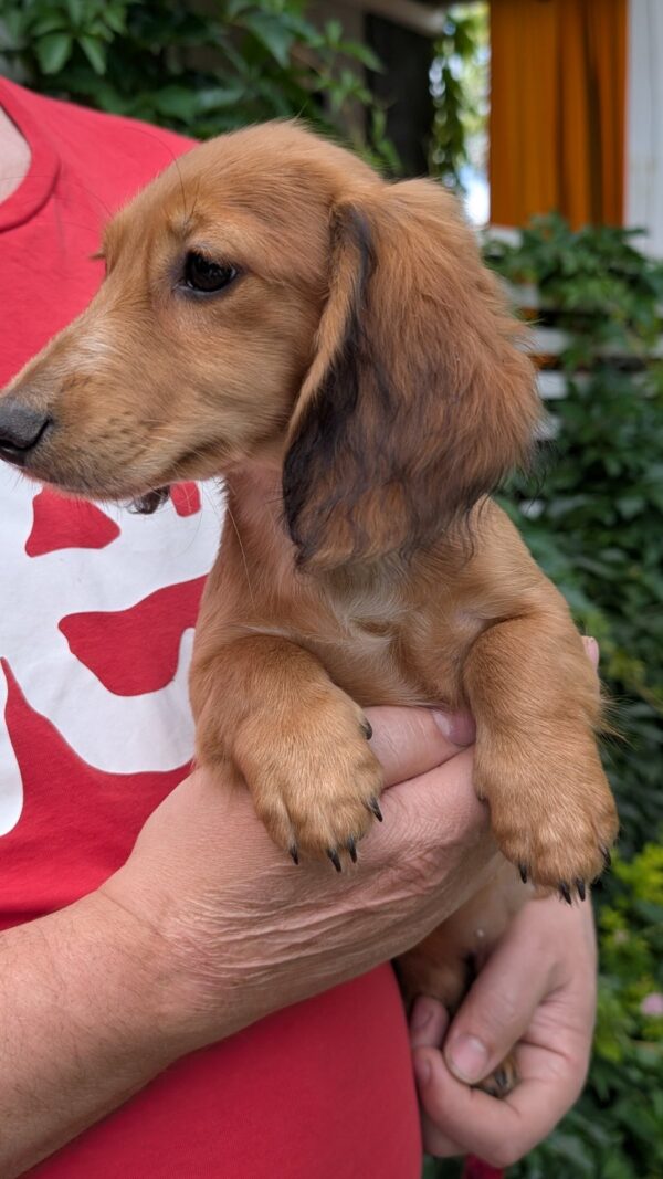 Gemma Miniature Dachshund Gemma Miniature Dachshund