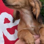 Gemma-female-Dachshund-puppy-for-sale-2