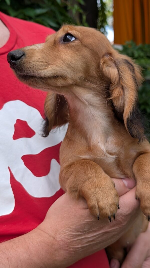 Gemma Miniature Dachshund Gemma Miniature Dachshund