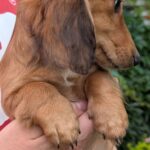 Gemma-female-Dachshund-puppy-for-sale-3