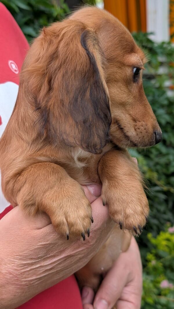 Gemma Miniature Dachshund Gemma Miniature Dachshund