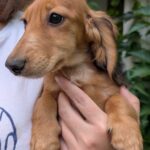 Gemma-female-Dachshund-puppy-for-sale-4