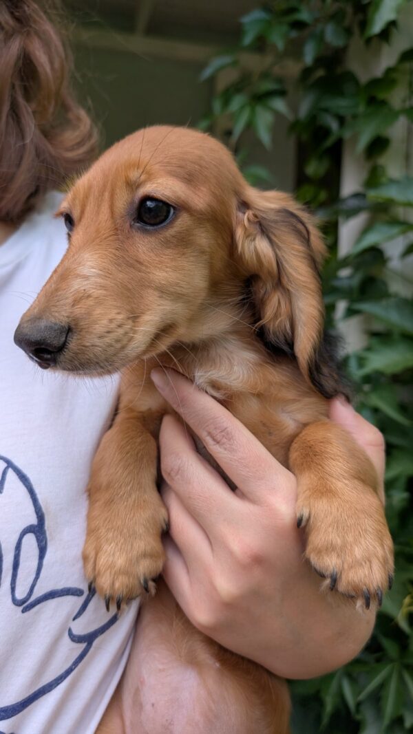 Gemma Miniature Dachshund Gemma Miniature Dachshund