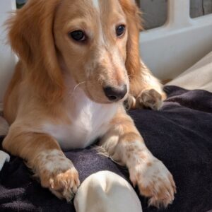 Geneva Miniature Dachshund Geneva Miniature Dachshund
