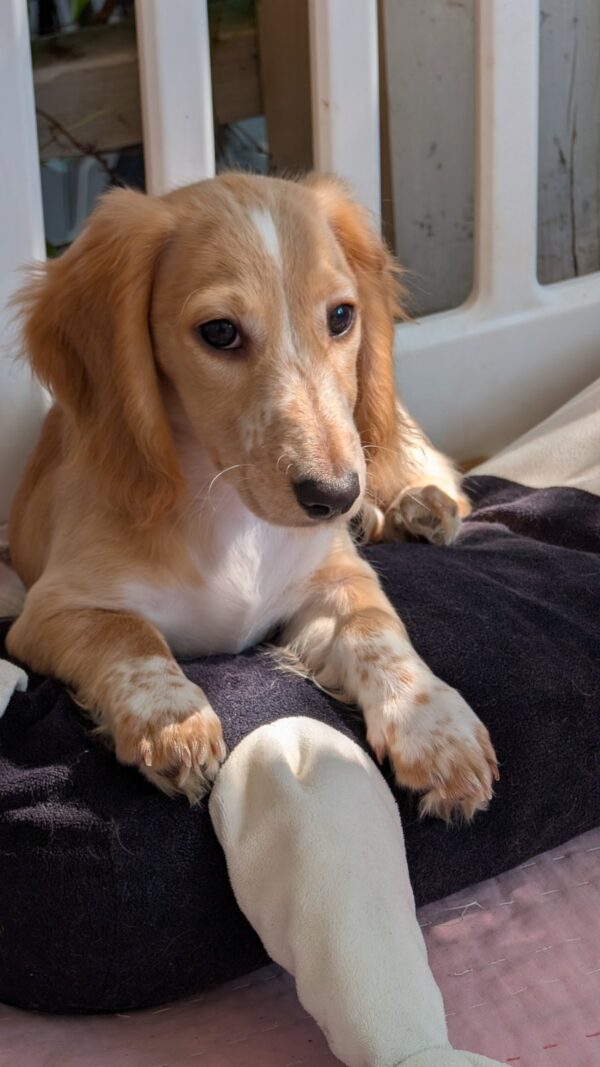 Geneva Miniature Dachshund Geneva Miniature Dachshund