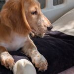 Geneva-female-Dachshund-puppy-for-sale-2