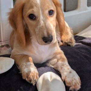 Geneva Miniature Dachshund Geneva Miniature Dachshund