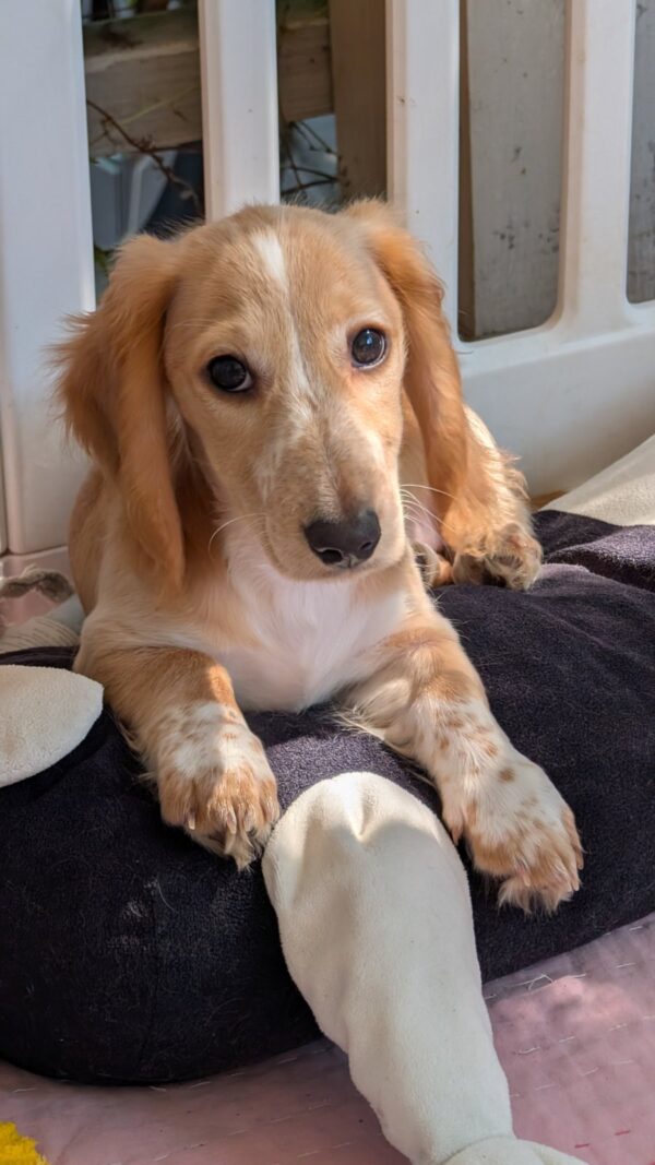 Geneva Miniature Dachshund Geneva Miniature Dachshund