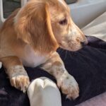 Geneva-female-Dachshund-puppy-for-sale-4