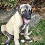 Gerda-female-Kangal-puppy-for-sale-1