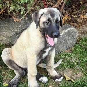 Gerda Kangal Gerda Kangal