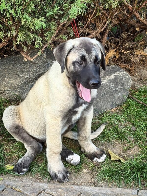 Gerda Kangal Gerda Kangal